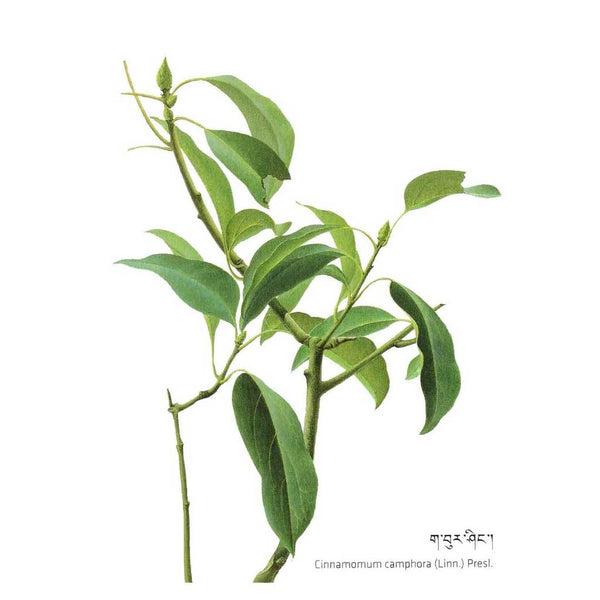 Institut Médecine Tibétaine སྨན་རྩིས་ཁང་ MEN-TSEE-KHANG SORIG 2 Nutritions Sorig Tobmeen Chudue Gyatso 🎁 (disponible vers 14 déc)