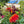 WEEKEND TIBET 5-6 Sept | Moines Ganden Jangtse 2 jrs + 2 Transmissions de Pouvoir au Petit Nalanda