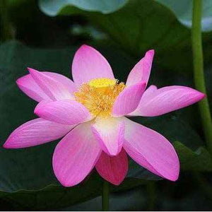 Boutique TIBET | Petit Nalanda COLLIER Mala Lotus +🎁