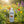 Lotion Loong pour peau sèche et sensible, produits naturels de médecine tibétaine, fleurs sauvages au lever du soleil
